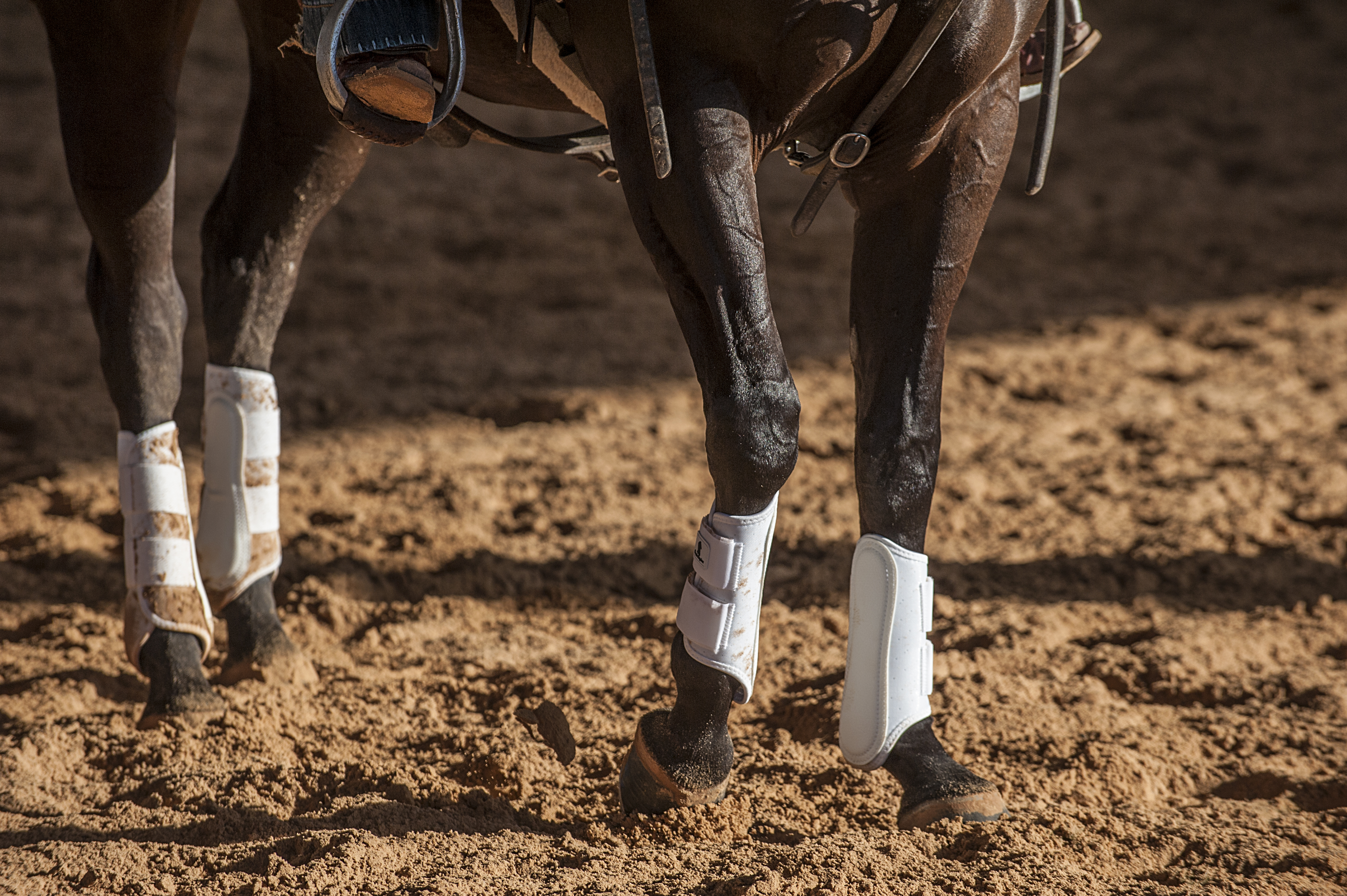 AirWave Classic Splint boot's clean, ergonomic fit on a horse's front leg